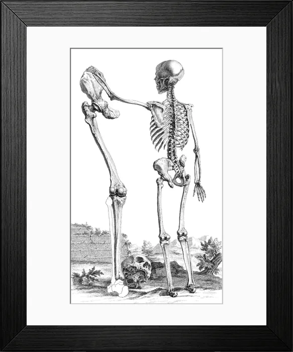 Framed Print : William Cheselden, 'Osteographia', 1733 Framed Print : William Cheselden, 'Osteographia', 1733