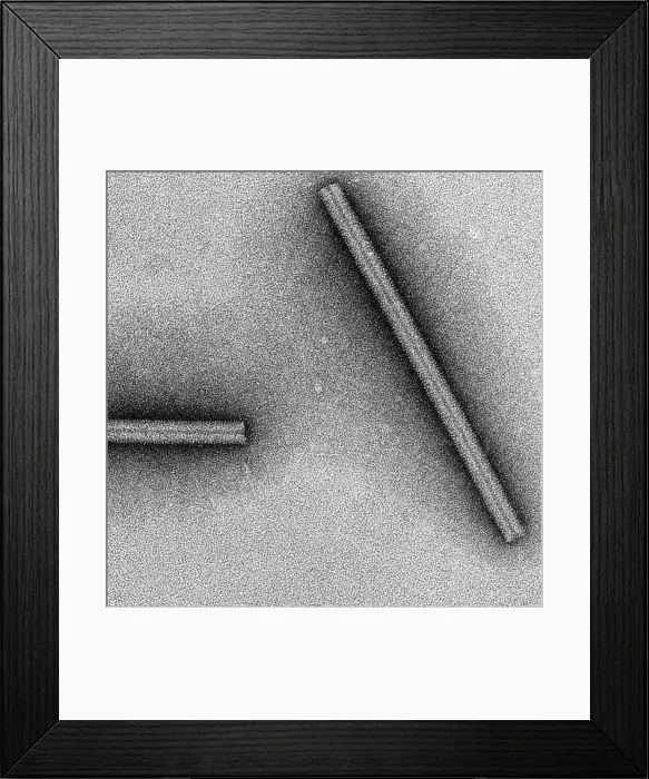 Framed Print : Tobacco mosaic Virus, TEM