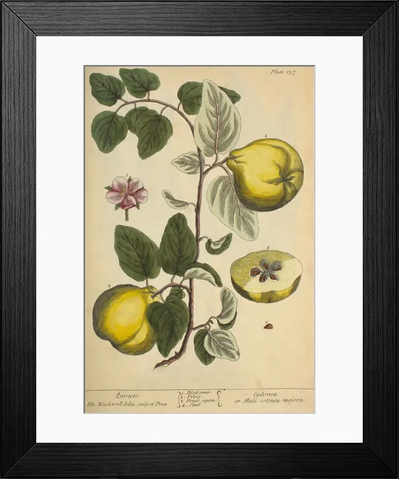 Framed Print : Quince, Medicinal Plant, 1737 Framed Print : Quince, Medicinal Plant, 1737