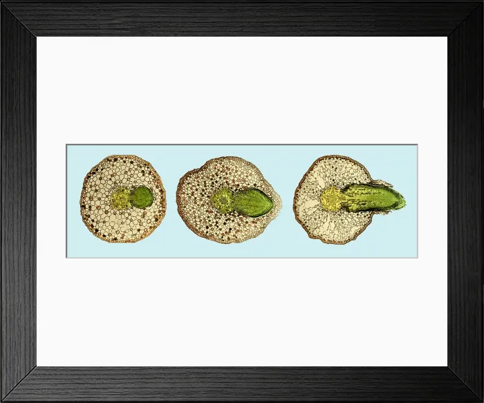 Framed Print : Willow Root Branch under a microscope Framed Print : Willow Root Branch under a microscope