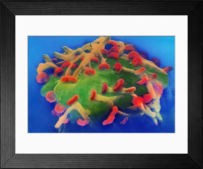 Framed Print : Motor Nerve, Synapses, under a microscope (SEM) Framed Print : Motor Nerve, Synapses, under a microscope (SEM)