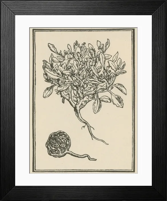 Framed Print : Anastatica Hierochuntica, Resurrection Plant Framed Print : Anastatica Hierochuntica, Resurrection Plant