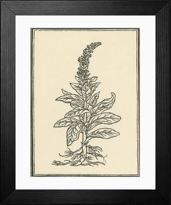 Framed Print : Mullein. The mullein (verbascum thapsus) native to Europe