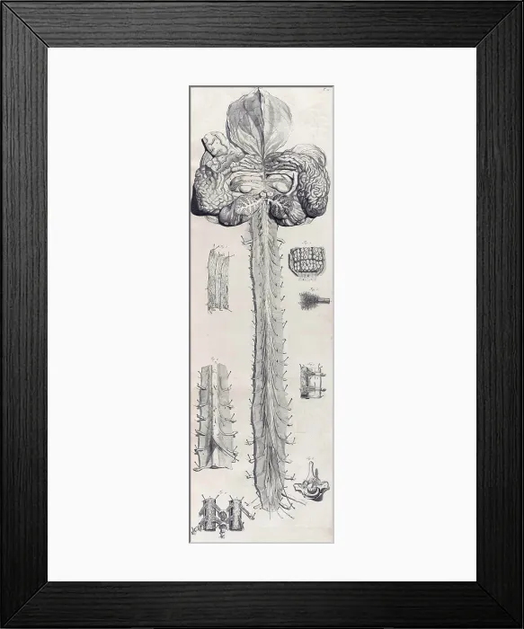 Framed Print : Anatomia humani corporis, Table 10, 1690 Framed Print : Anatomia humani corporis, Table 10, 1690