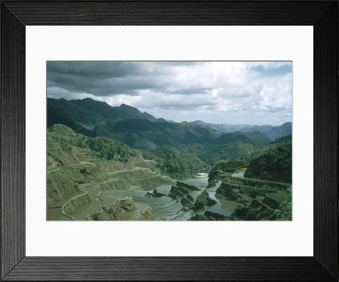 Framed Print : Rice Terrace Framed Print : Rice Terrace