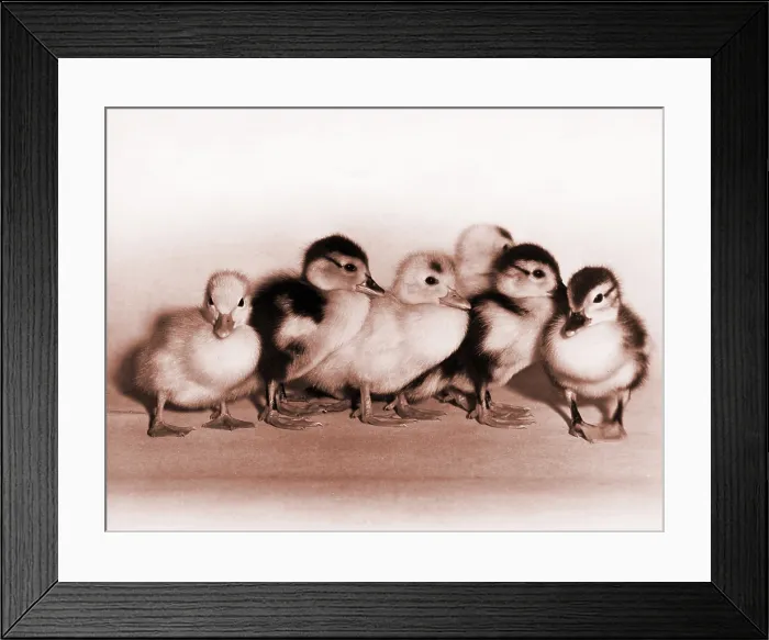 Framed Print : Ducklings Framed Print : Ducklings