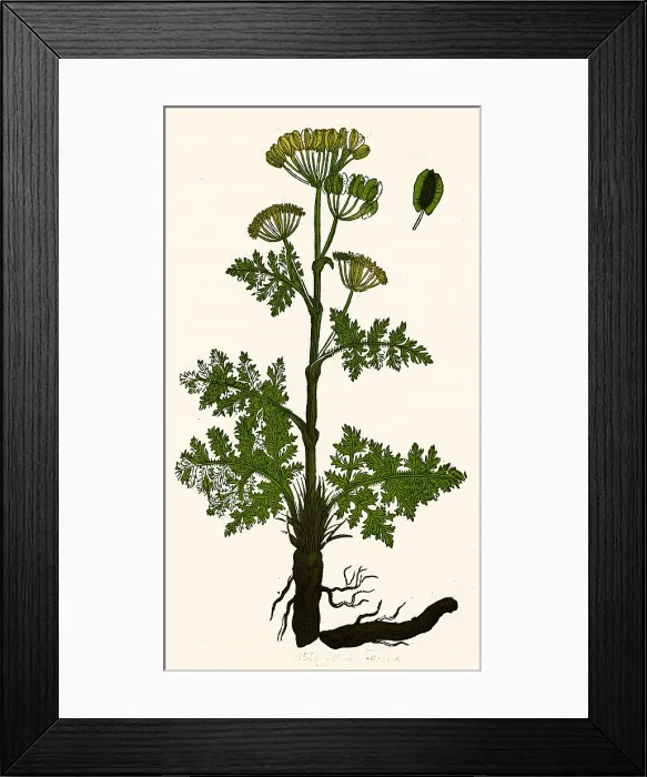 Framed Print : Seseli, Herbaceous Perennial Framed Print : Seseli, Herbaceous Perennial