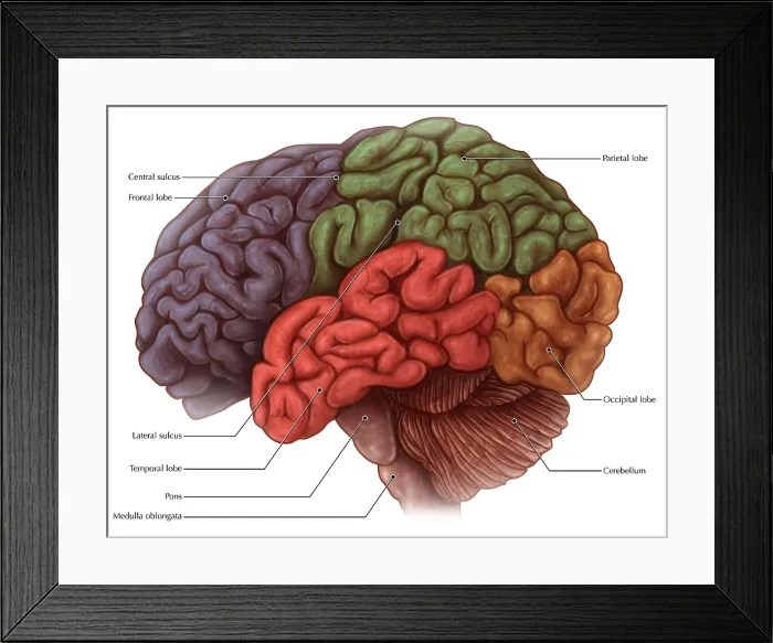 Framed Print : Lobes of the Brain Framed Print : Lobes of the Brain