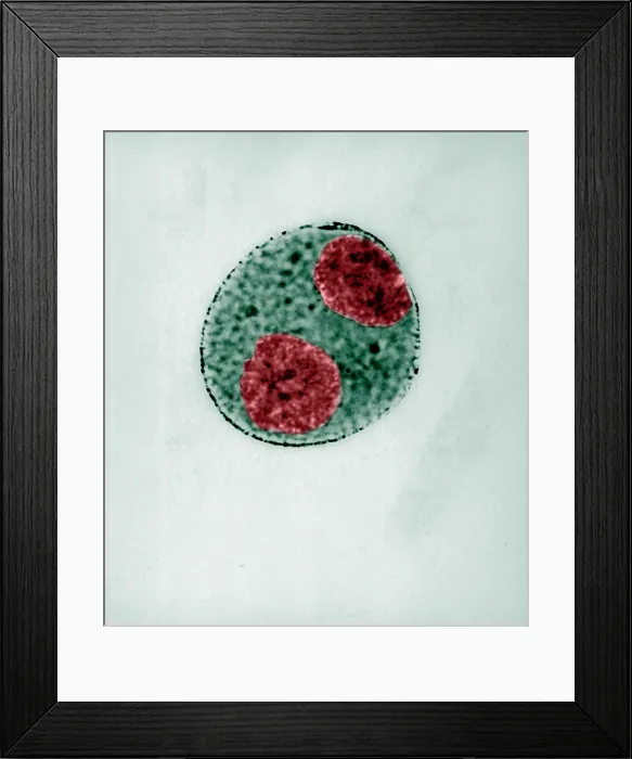 Framed Print : Telophase of Mitosis in Trillium Cell Framed Print : Telophase of Mitosis in Trillium Cell