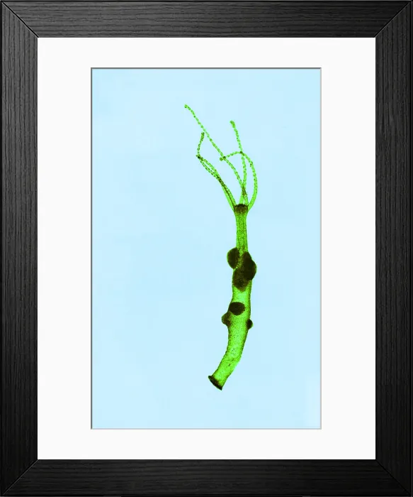 Framed Print : Hydra, light micrograph Framed Print : Hydra, light micrograph