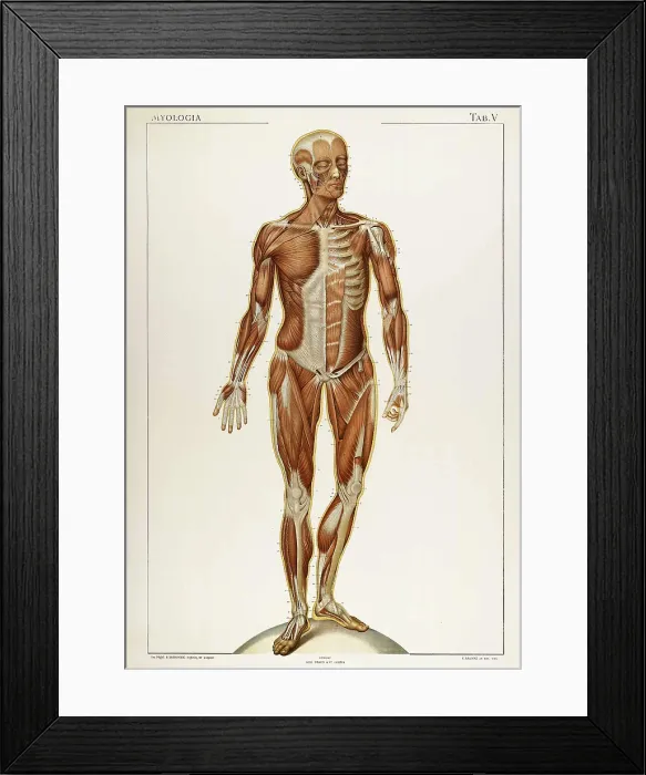 Framed Print : Laskowski, 'Anatomie du Corps Humain', 1894 Framed Print : Laskowski, 'Anatomie du Corps Humain', 1894