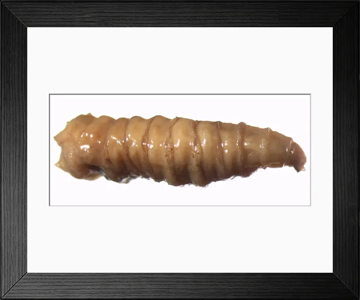 Framed Print : Forensic Helpers, Black Blow Fly Maggot