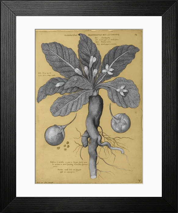 Framed Print : Mandrake Root, Alchemy Plant Framed Print : Mandrake Root, Alchemy Plant