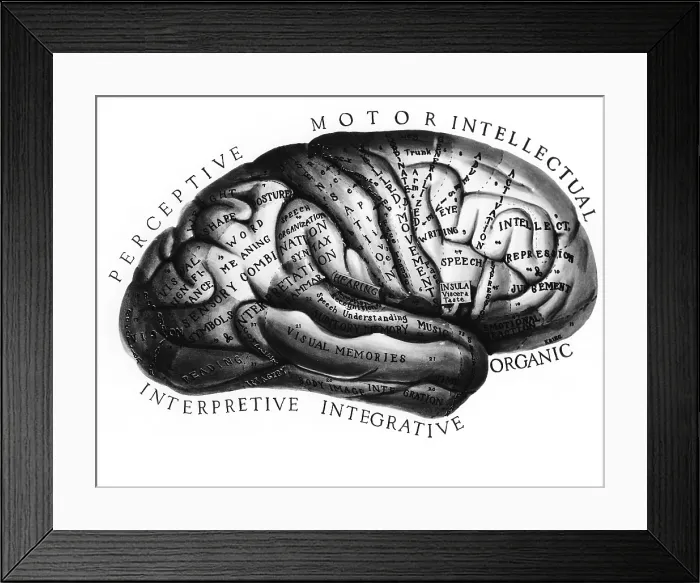 Framed Print : Diagram of Brain Functions Framed Print : Diagram of Brain Functions