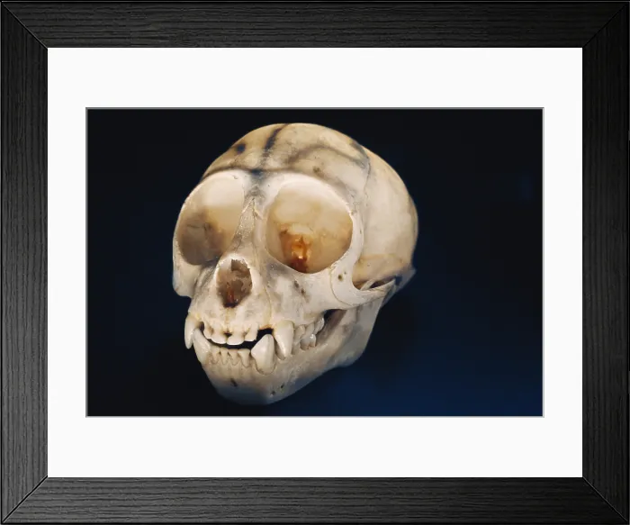 Framed Print : Lemur skull Framed Print : Lemur skull