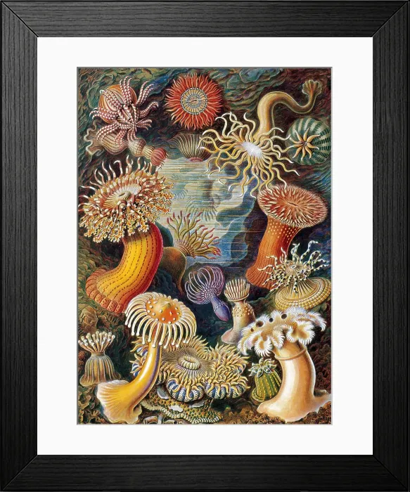 Framed Print : Sea Anemones Framed Print : Sea Anemones