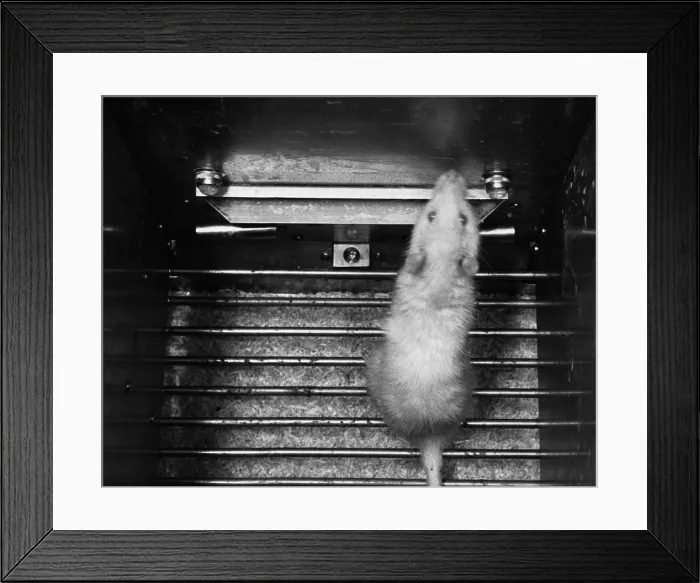 Framed Print : Animal Testing, Aversion Research Framed Print : Animal Testing, Aversion Research