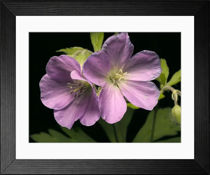 Framed Print : Wild Geranium Framed Print : Wild Geranium
