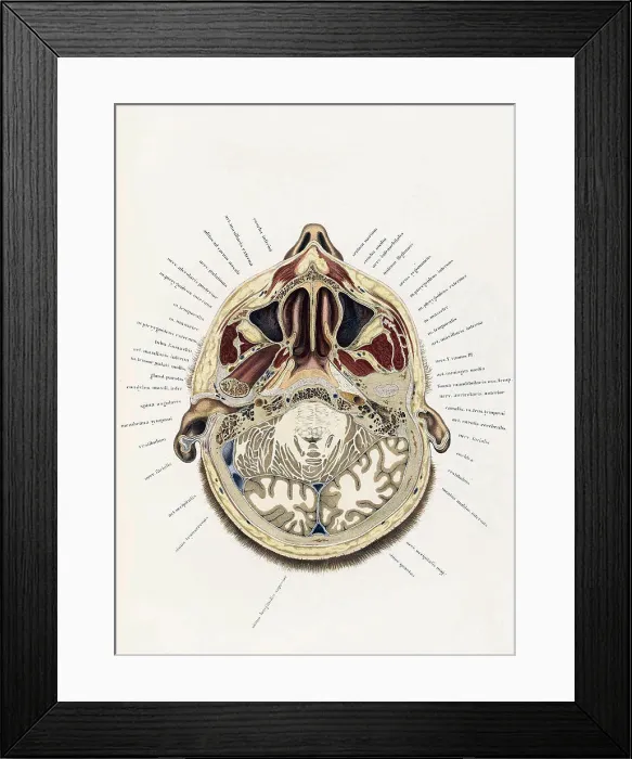 Framed Print : Topographisch-anatomischer, Braune, 1872 Framed Print : Topographisch-anatomischer, Braune, 1872