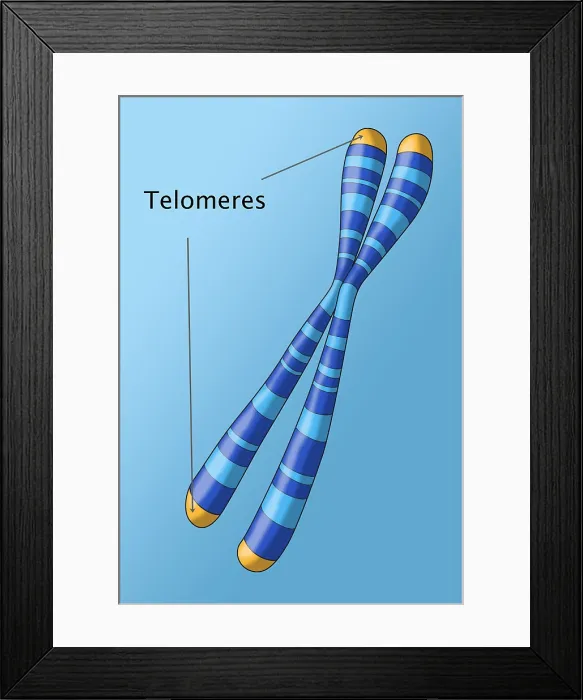 Framed Print : Telomeres, Illustration Framed Print : Telomeres, Illustration