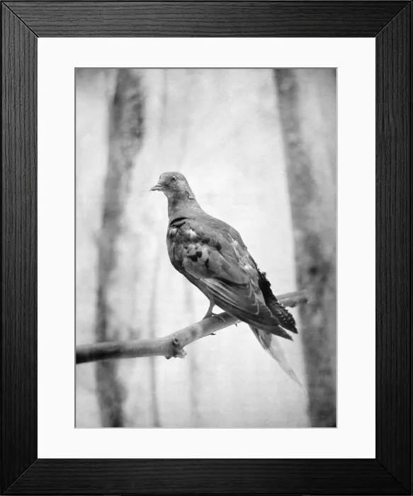 Framed Print : Martha, Last Known Passenger Pigeon Framed Print : Martha, Last Known Passenger Pigeon