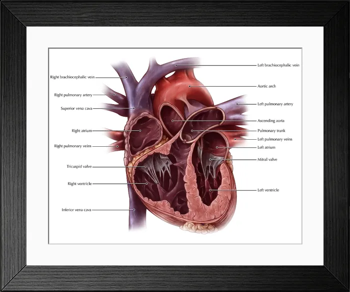 Framed Print : Chambers of the Heart Framed Print : Chambers of the Heart