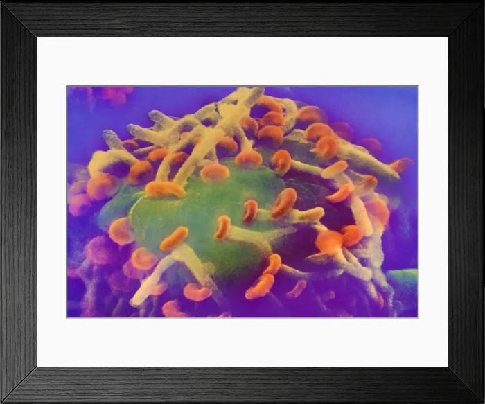 Framed Print : Motor Nerve, Synapses, under a microscope (SEM) Framed Print : Motor Nerve, Synapses, under a microscope (SEM)