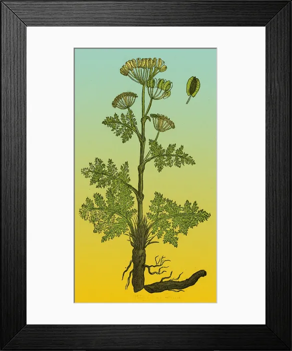 Framed Print : Seseli, Herbaceous Perennial Framed Print : Seseli, Herbaceous Perennial