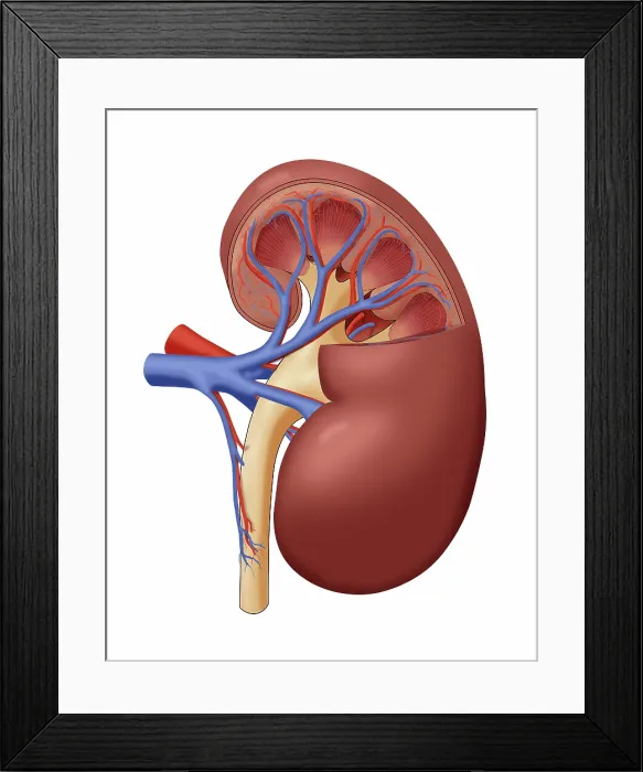 Framed Print : Healthy Kidney, Cutaway, Illustration Framed Print : Healthy Kidney, Cutaway, Illustration