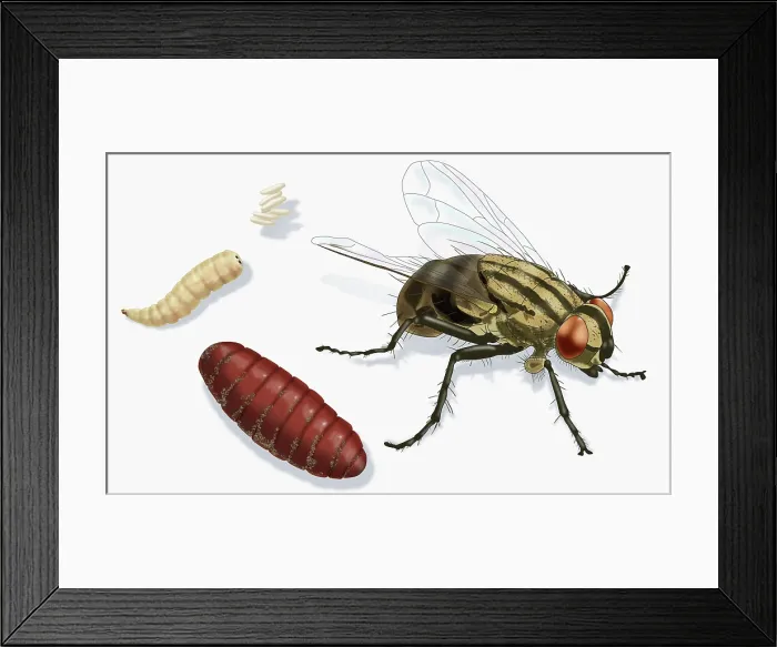 Framed Print : Life Stages of a House Fly, Illustration Framed Print : Life Stages of a House Fly, Illustration