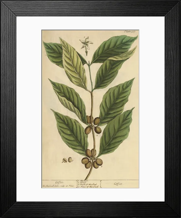 Framed Print : Coffee, Medicinal Plant, 1737 Framed Print : Coffee, Medicinal Plant, 1737
