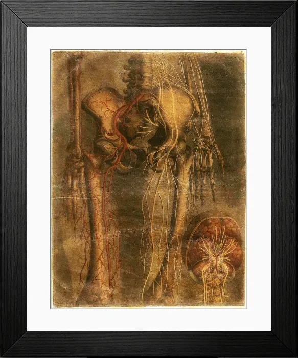 Framed Print : Anatomie Generale Des Visceres