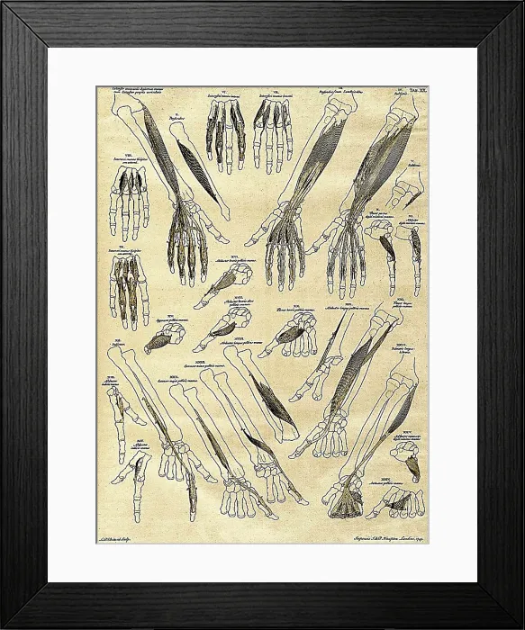 Framed Print : 18th Century Anatomical Illustration Framed Print : 18th Century Anatomical Illustration