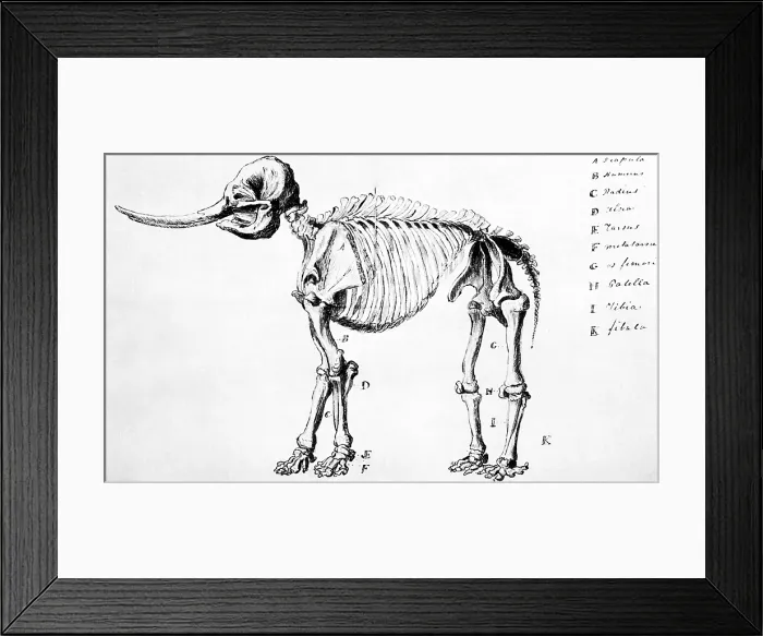 Framed Print : Mastodon Skeleton Drawing Framed Print : Mastodon Skeleton Drawing