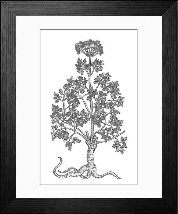Framed Print : Petroselinum Crispum, Garden Parsley Framed Print : Petroselinum Crispum, Garden Parsley