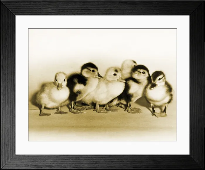 Framed Print : Ducklings Framed Print : Ducklings