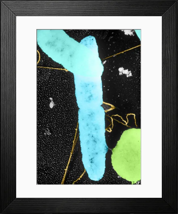 Framed Print : Bacterial Conjugation, TEM Framed Print : Bacterial Conjugation, TEM