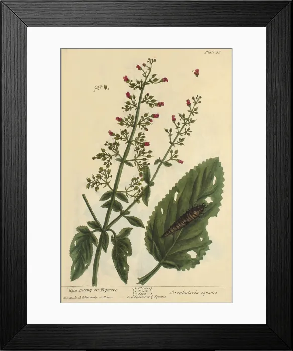 Framed Print : Water Betony, Medicinal Plant, 1737 Framed Print : Water Betony, Medicinal Plant, 1737