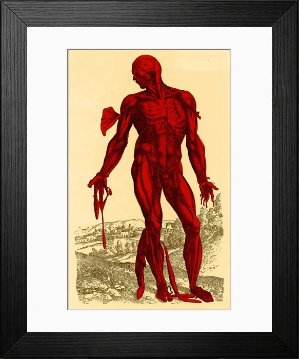Framed Print : Vesalius De humani Corporis Fabrica Framed Print : Vesalius De humani Corporis Fabrica