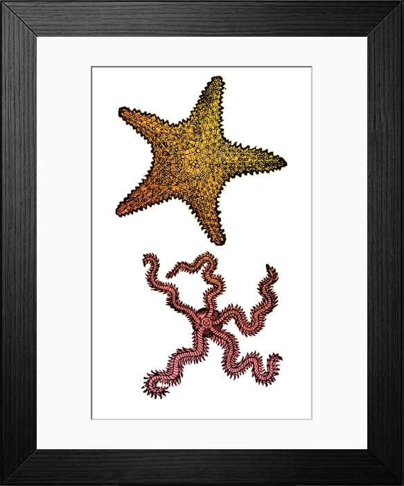 Framed Print : Gessner, Starfish, 16th Century Framed Print : Gessner, Starfish, 16th Century