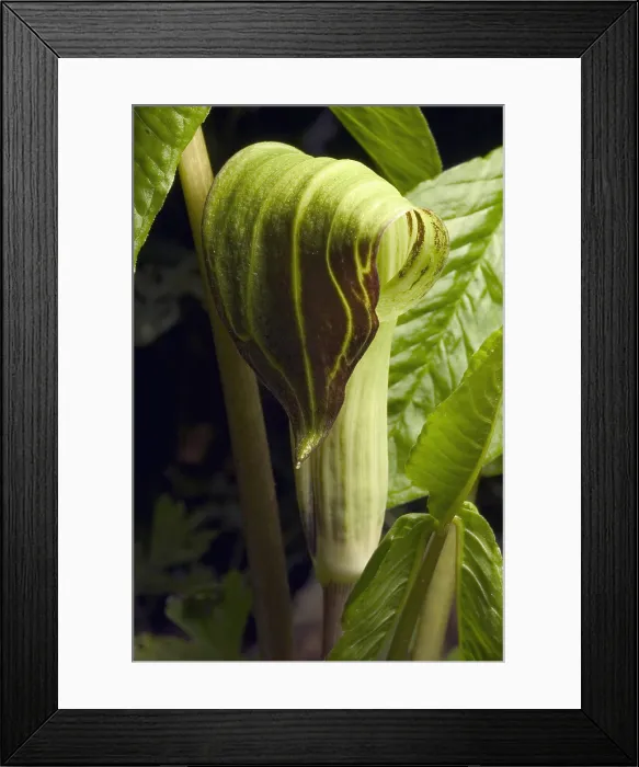 Framed Print : Jack-in-the-pulpit Framed Print : Jack-in-the-pulpit