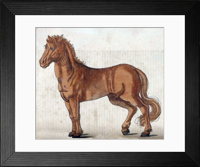 Framed Print : Gessner, Horse, 16th Century
