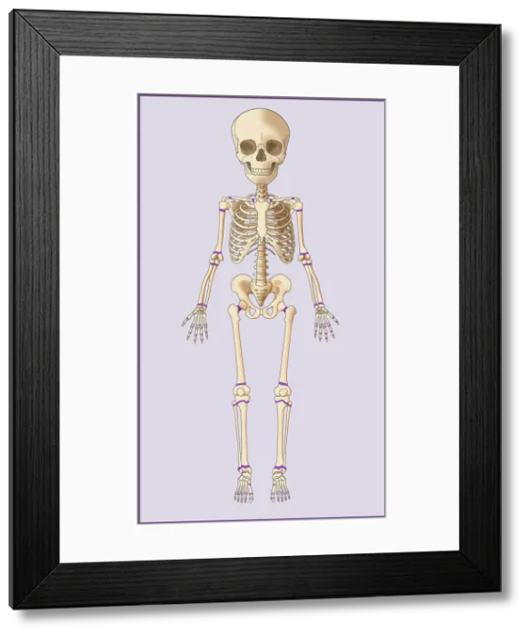 Framed Print : Child's Skeleton, Growth Plates, Illustration Framed Print : Child's Skeleton, Growth Plates, Illustration
