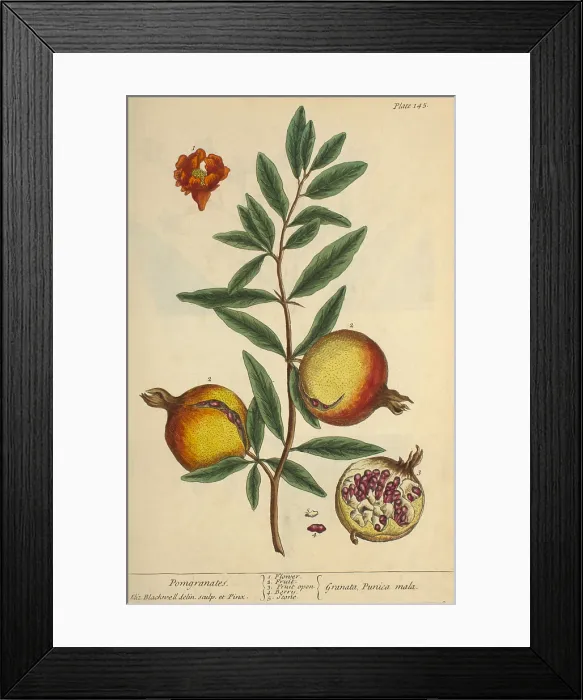Framed Print : Pomegranate, Medicinal Plant, 1737