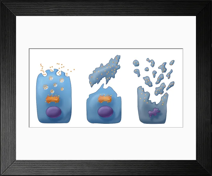 Framed Print : Types of Secretion, Illustration Framed Print : Types of Secretion, Illustration