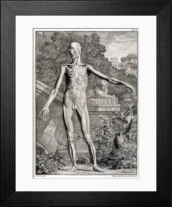 Framed Print : 18th Century Anatomical Engraving Framed Print : 18th Century Anatomical Engraving