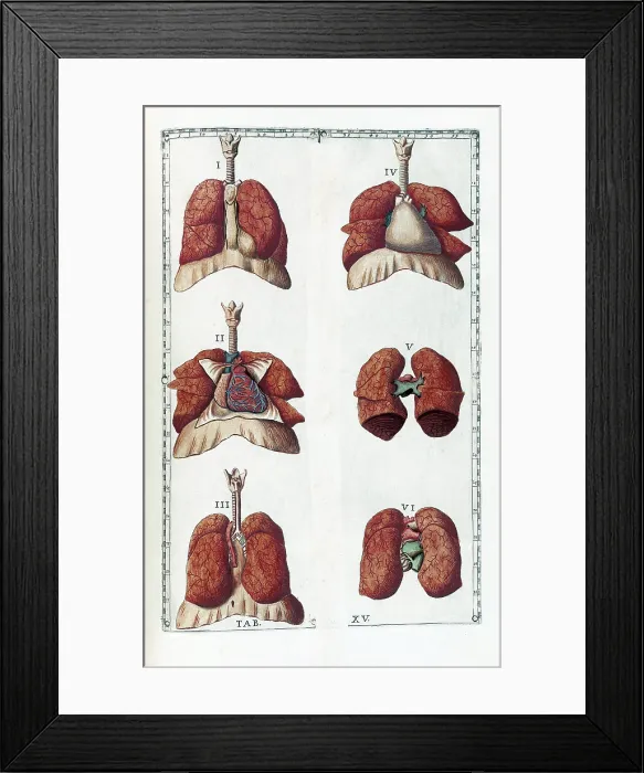 Framed Print : Eustachi, 'Tabulae anatomicae', 1783
