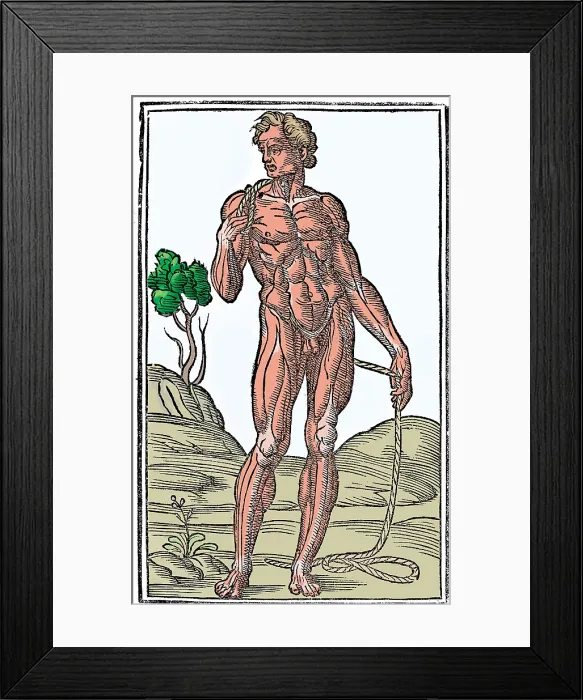 Framed Print : Jacopo Berengario da Carpi, Anatomy Framed Print : Jacopo Berengario da Carpi, Anatomy