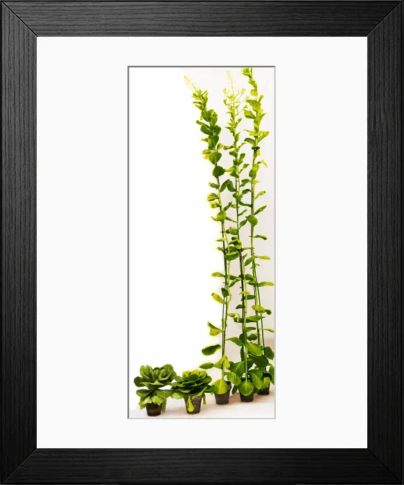 Framed Print : Effect of Gibberellic Acid on Cabbage Framed Print : Effect of Gibberellic Acid on Cabbage