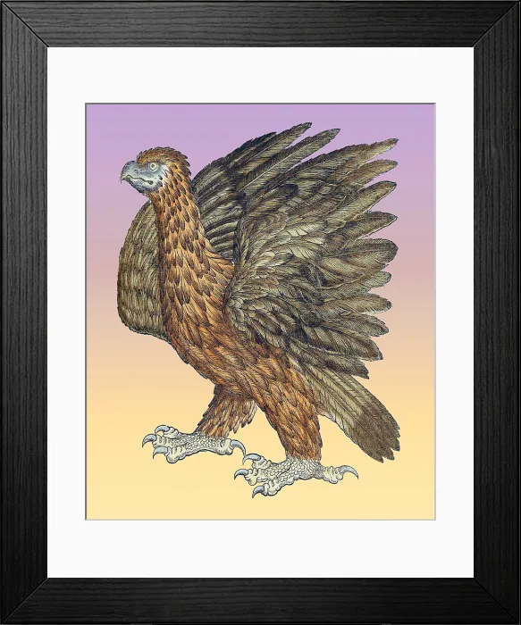 Framed Print : Gessner, Eagle, 16th Century Framed Print : Gessner, Eagle, 16th Century